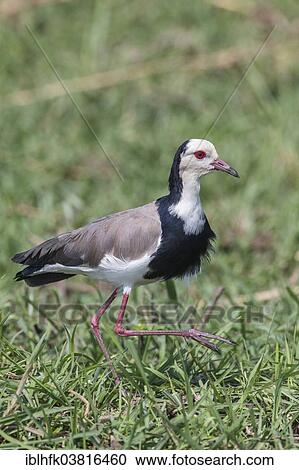 Stock Image - "Long-toed Lapwing (Vanellus crassirostris), Botswana, Africa". Fotosearch