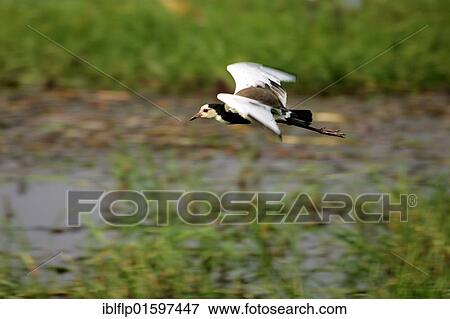 Stock Photo - "Long-toed Lapwing (Vanellus crassirostris), adult in flight, Okavango Delta, Botswana, Africa". Fotosearch