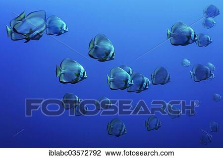 "Longfin Batfish (Platax teira), Raja Ampat, West Papua, Indonesia, Asia" View Large Photo Image Stock Image - "Longfin Batfish (Platax teira), Raja Ampat, West Papua, Indonesia, Asia". Fotosearch