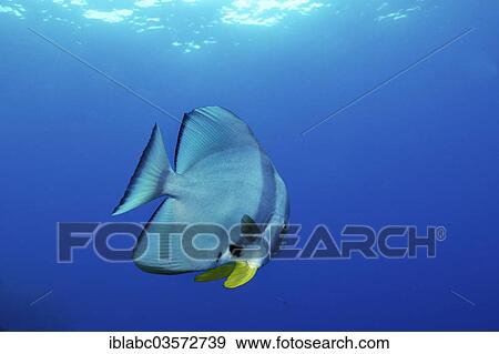 Stock Photo - "Longfin Batfish (Platax teira), Raja Ampat, West Papua, Indonesia, Asia". Fotosearch