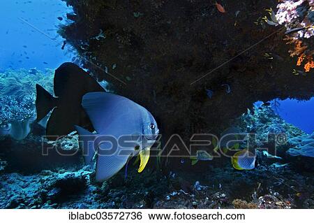 "Longfin Batfish (Platax teira), Raja Ampat, West Papua, Indonesia, Asia" View Large Photo Image Stock Photograph - "Longfin Batfish (Platax teira), Raja Ampat, West Papua, Indonesia, Asia". Fotosearch
