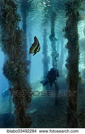 "Longfin Batfish (Platax teira) under a jetty with a scuba diver, Raja Ampat, West Papua, Indonesia, Asia" View Large Photo Image Picture - "Longfin Batfish (Platax teira) under a jetty with a scuba diver, Raja Ampat, West Papua, Indonesia, Asia". Fotosearch