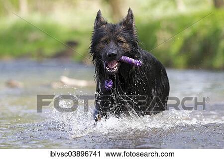 "Longhaired Old German Shepherd Dog playing in the Aschaff River, Aschaffenburg, Bavaria, Germany, Europe" View Large Photo Image Stock Image - "Longhaired Old German Shepherd Dog playing in the Aschaff River, Aschaffenburg, Bavaria, Germany, Europe". Fotosearch
