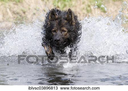 "Longhaired Old German Shepherd Dog playing in the Aschaff River, Aschaffenburg, Bavaria, Germany, Europe" View Large Photo Image Stock Image - "Longhaired Old German Shepherd Dog playing in the Aschaff River, Aschaffenburg, Bavaria, Germany, Europe". Fotosearch