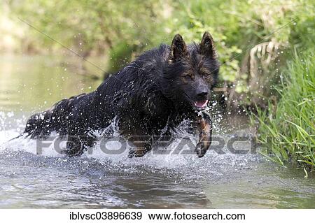 "Longhaired Old German Shepherd Dog playing in the Aschaff River, Aschaffenburg, Bavaria, Germany, Europe" View Large Photo Image Stock Photo - "Longhaired Old German Shepherd Dog playing in the Aschaff River, Aschaffenburg, Bavaria, Germany, Europe". Fotosearch