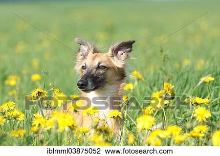 "Longhaired Whippet lying on dandelion meadow, Germany, Europe" View Large Photo Image Stock Image - "Longhaired Whippet lying on dandelion meadow, Germany, Europe". Fotosearch