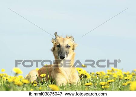 "Longhaired Whippet lying on dandelion meadow, Germany, Europe" View Large Photo Image Stock Photo - "Longhaired Whippet lying on dandelion meadow, Germany, Europe". Fotosearch