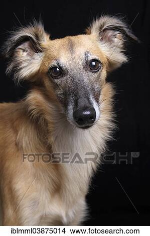 "Longhaired Whippet or Silken Windsprite, whippet, portrait" View Large Photo Image Picture - "Longhaired Whippet or Silken Windsprite, whippet, portrait". Fotosearch