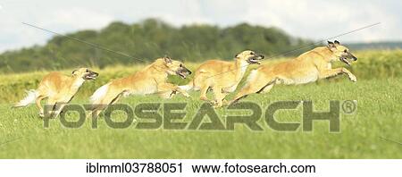 "Longhaired Whippet or Silken Windsprite running, 4-image composite" View Large Photo Image Stock Image - "Longhaired Whippet or Silken Windsprite running, 4-image composite". Fotosearch