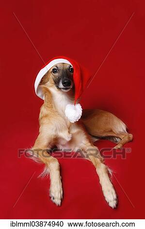 "Longhaired Whippet or Silken Windsprite, whippet wearing a Santa hat" View Large Photo Image Stock Image - "Longhaired Whippet or Silken Windsprite, whippet wearing a Santa hat". Fotosearch
