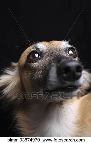 Longhaired Whippet Or Silken Windsprite Whippet Portrait Stock