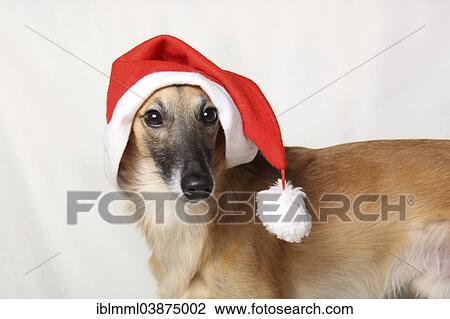 Longhaired Whippet Or Silken Windsprite Whippet Wearing A Santa