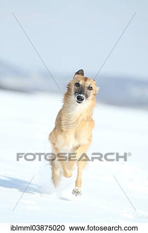 "Longhaired Whippet or Silken Windsprite, whippet running in the snow" View Large Photo Image Stock Image - "Longhaired Whippet or Silken Windsprite, whippet running in the snow". Fotosearch