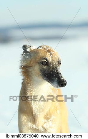 "Longhaired Whippet or Silken Windsprite, whippet in the snow, portrait" View Large Photo Image Stock Image - "Longhaired Whippet or Silken Windsprite, whippet in the snow, portrait". Fotosearch