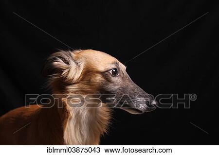 Stock Image - "Longhaired Whippet or Silken Windsprite, whippet, portrait". Fotosearch