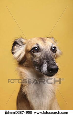"Longhaired Whippet or Silken Windsprite, whippet, portrait" View Large Photo Image Stock Photo - "Longhaired Whippet or Silken Windsprite, whippet, portrait". Fotosearch