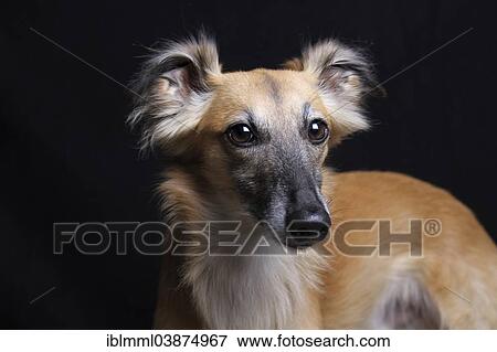 "Longhaired Whippet or Silken Windsprite, whippet" View Large Photo Image Stock Photo - "Longhaired Whippet or Silken Windsprite, whippet". Fotosearch