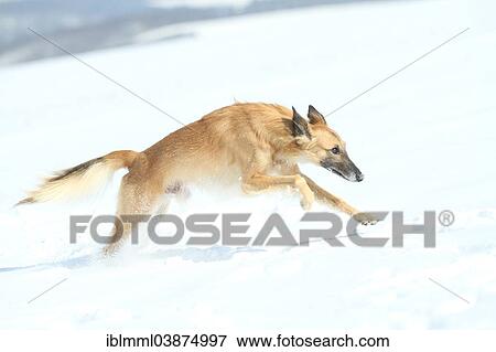 Stock Photo - "Longhaired Whippet or Silken Windsprite, whippet running in the snow". Fotosearch