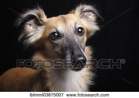 Stock Photo - "Longhaired Whippet or Silken Windsprite, whippet, portrait". Fotosearch
