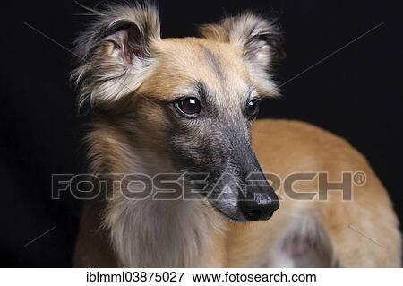 Stock Photo - "Longhaired Whippet or Silken Windsprite, whippet". Fotosearch