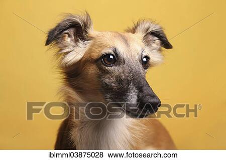 "Longhaired Whippet or Silken Windsprite, whippet, portrait" View Large Photo Image Stock Photo - "Longhaired Whippet or Silken Windsprite, whippet, portrait". Fotosearch