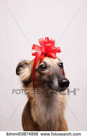 "Longhaired Whippet or Silken Windsprite, whippet wearing a red bow on its head, portrait" View Large Photo Image Stock Photograph - "Longhaired Whippet or Silken Windsprite, whippet wearing a red bow on its head, portrait". Fotosearch