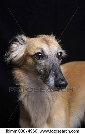 "Longhaired Whippet or Silken Windsprite, whippet, portrait" View Large Photo Image Stock Photograph - "Longhaired Whippet or Silken Windsprite, whippet, portrait". Fotosearch