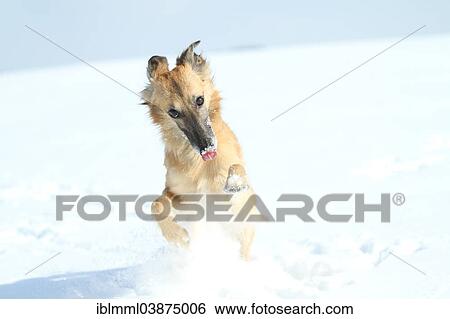 "Longhaired Whippet or Silken Windsprite, whippet running in the snow, portrait" View Large Photo Image Stock Photograph - "Longhaired Whippet or Silken Windsprite, whippet running in the snow, portrait". Fotosearch