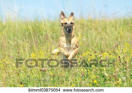 Picture - "Longhaired Whippet running over flower meadow, Germany, Europe". Fotosearch