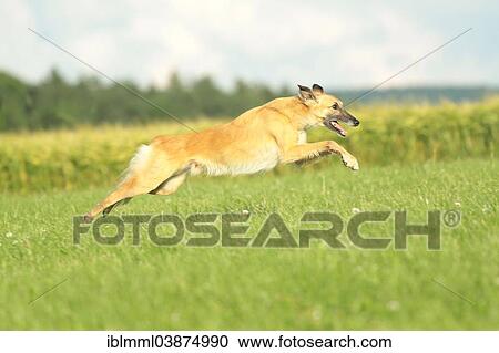 "Longhaired Whippet running over meadow, Germany, Europe" View Large Photo Image Stock Image - "Longhaired Whippet running over meadow, Germany, Europe". Fotosearch