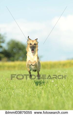 Stock Photography - "Longhaired Whippet running over meadow, Germany, Europe". Fotosearch