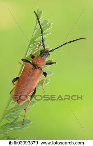 Stock Photo - "Longhorn Beetle (Stictoleptura rubra), female, resting on a straw, Valle Verzasca, Kanton Tessin, Switzerland, Europe". Fotosearch