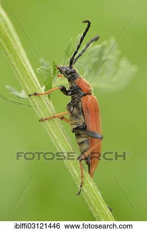 "Longhorn Beetle (Stictoleptura rubra), female, resting on a straw, Valle Verzasca, Kanton Tessin, Switzerland, Europe" View Large Photo Image Stock Photograph - "Longhorn Beetle (Stictoleptura rubra), female, resting on a straw, Valle Verzasca, Kanton Tessin, Switzerland, Europe". Fotosearch