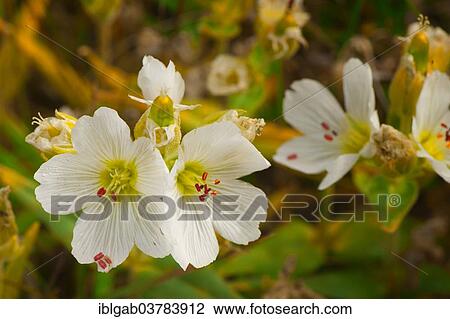 "Longpod Sandwort (Minuartia macrocarpa), Wrangel, Chukotka, Russia, Europe" View Large Photo Image Stock Image - "Longpod Sandwort (Minuartia macrocarpa), Wrangel, Chukotka, Russia, Europe". Fotosearch