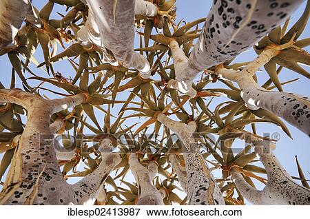 Looking up into the crown of a Quiver Tree or Kokerboom (Aloe dichotoma) near Kuiseb Canyon, Namib-Wuste, Namibia, Africa View Large Photo Image Stock Photo - Looking up into the crown of a Quiver Tree or Kokerboom (Aloe dichotoma) near Kuiseb Canyon, Namib-Wuste, Namibia, Africa. Fotosearch