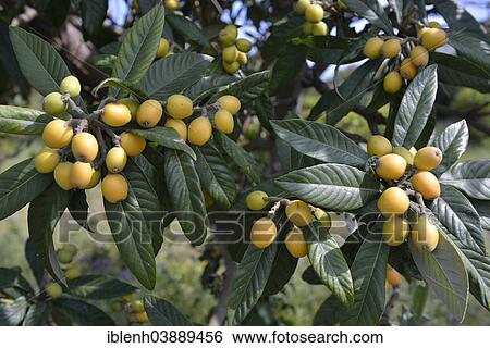 "Loquat or Japanese Medlar (Eriobotrya japonica), Province of Messina, Sicily, Italy, Europe" View Large Photo Image Stock Photograph - "Loquat or Japanese Medlar (Eriobotrya japonica), Province of Messina, Sicily, Italy, Europe". Fotosearch