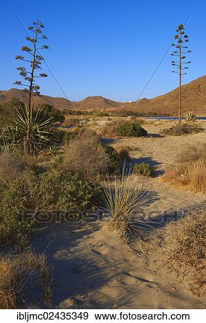 "Los Genoveses beach, Genoveses Cove, Ensenada de los Genoveses, Cabo de Gata-Nijar Natural Park, Biosphere Reserve, Almeria province, Andalusia, Spain, Europe" View Large Photo Image Stock Photo - "Los Genoveses beach, Genoveses Cove, Ensenada de los Genoveses, Cabo de Gata-Nijar Natural Park, Biosphere Reserve, Almeria province, Andalusia, Spain, Europe". Fotosearch