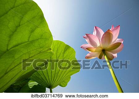 "Lotus flower and leaves (Nelumbo nucifera), Srinagar, Jammu and Kashmir, India, Asia" View Large Photo Image Stock Photo - "Lotus flower and leaves (Nelumbo nucifera), Srinagar, Jammu and Kashmir, India, Asia". Fotosearch