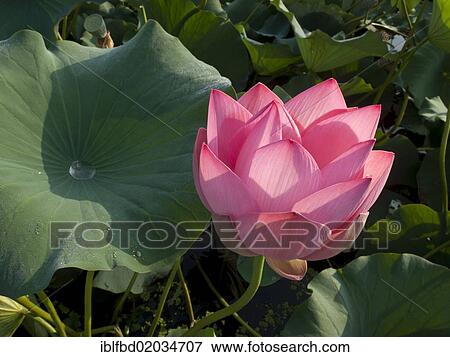 "Lotus flower (Nelumbo nucifera), Srinagar, Jammu and Kashmir, India, Asia" View Large Photo Image Stock Photo - "Lotus flower (Nelumbo nucifera), Srinagar, Jammu and Kashmir, India, Asia". Fotosearch
