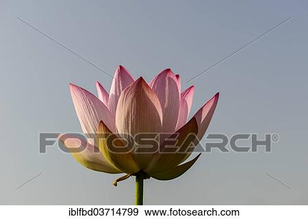 "Lotus flower (Nelumbo nucifera), Srinagar, Jammu and Kashmir, India, Asia" View Large Photo Image Stock Photo - "Lotus flower (Nelumbo nucifera), Srinagar, Jammu and Kashmir, India, Asia". Fotosearch