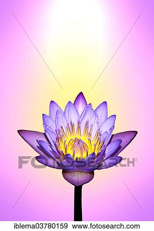 Lotus flower with energy colours View Large Photo Image Stock Photo - Lotus flower with energy colours. Fotosearch