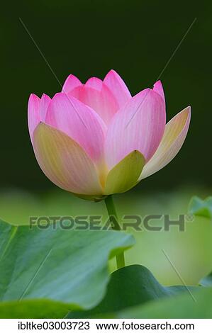 "Lotus (Nelumbo), blossom, Baden-Wurttemberg, Germany, Europe" View Large Photo Image Stock Image - "Lotus (Nelumbo), blossom, Baden-Wurttemberg, Germany, Europe". Fotosearch