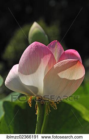 "Lotus (Nelumbo), flower and bud, Botanical Garden, Erlangen, Middle Franconia, Bavaria, Germany, Europe" View Large Photo Image Stock Image - "Lotus (Nelumbo), flower and bud, Botanical Garden, Erlangen, Middle Franconia, Bavaria, Germany, Europe". Fotosearch