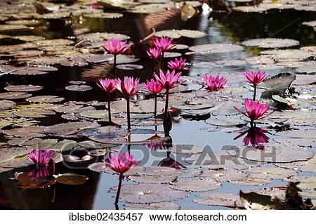 Stock Photo - "Lotus pond with Lotus (Nelumbo) flowers, Chiang Mai, Northern Thailand, Thailand, Asia". Fotosearch