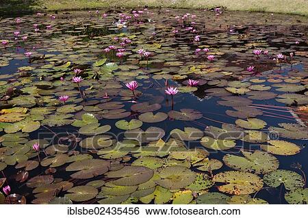 "Lotus pond with Lotus (Nelumbo) flowers, Chiang Mai, Northern Thailand, Thailand, Asia" View Large Photo Image Stock Photograph - "Lotus pond with Lotus (Nelumbo) flowers, Chiang Mai, Northern Thailand, Thailand, Asia". Fotosearch