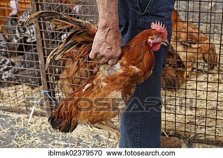 Stock Image - "Louhans poultry market in Bresse every Monday morning, Tournus, Burgundy region, department of Saone-et-Loire, France, Europe". Fotosearch