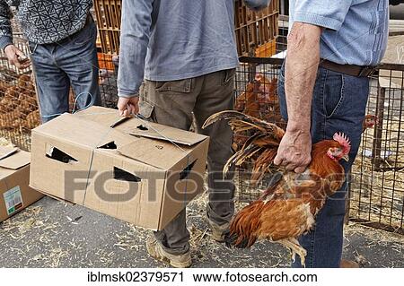 "Louhans poultry market in Bresse every Monday morning, Tournus, Burgundy region, department of Saone-et-Loire, France, Europe" View Large Photo Image Stock Image - "Louhans poultry market in Bresse every Monday morning, Tournus, Burgundy region, department of Saone-et-Loire, France, Europe". Fotosearch