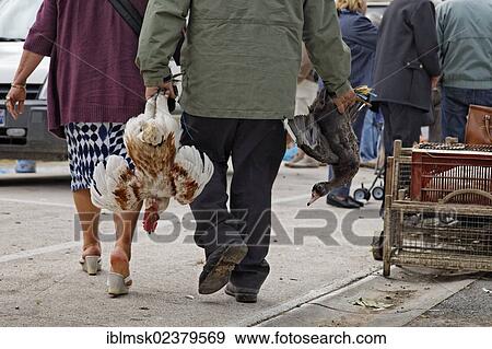 Stock Photo - "Louhans poultry market in Bresse every Monday morning, Tournus, Burgundy region, department of Saone-et-Loire, France, Europe". Fotosearch