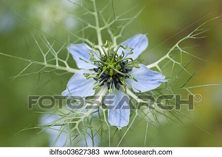 "Love-in-a-Mist or Ragged Lady (Nigella damascena), flower, garden plant, native to the Mediterranean, Thuringia, Germany, Europe" View Large Photo Image Stock Image - "Love-in-a-Mist or Ragged Lady (Nigella damascena), flower, garden plant, native to the Mediterranean, Thuringia, Germany, Europe". Fotosearch