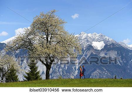 "Lovers in the spring, standing next to a flowering tree, mountains at the back, Tyrol, Austria, Europe" View Large Photo Image Stock Photograph - "Lovers in the spring, standing next to a flowering tree, mountains at the back, Tyrol, Austria, Europe". Fotosearch